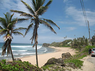 palm trees in barbados